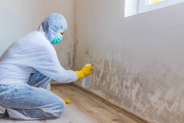 Licensed Commercial Mold Remediation service in Wellington, TX - WQB Mold Removal